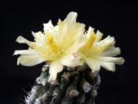 Thumbnail of 0019_Copiapoa montana_20120414(1).jpg